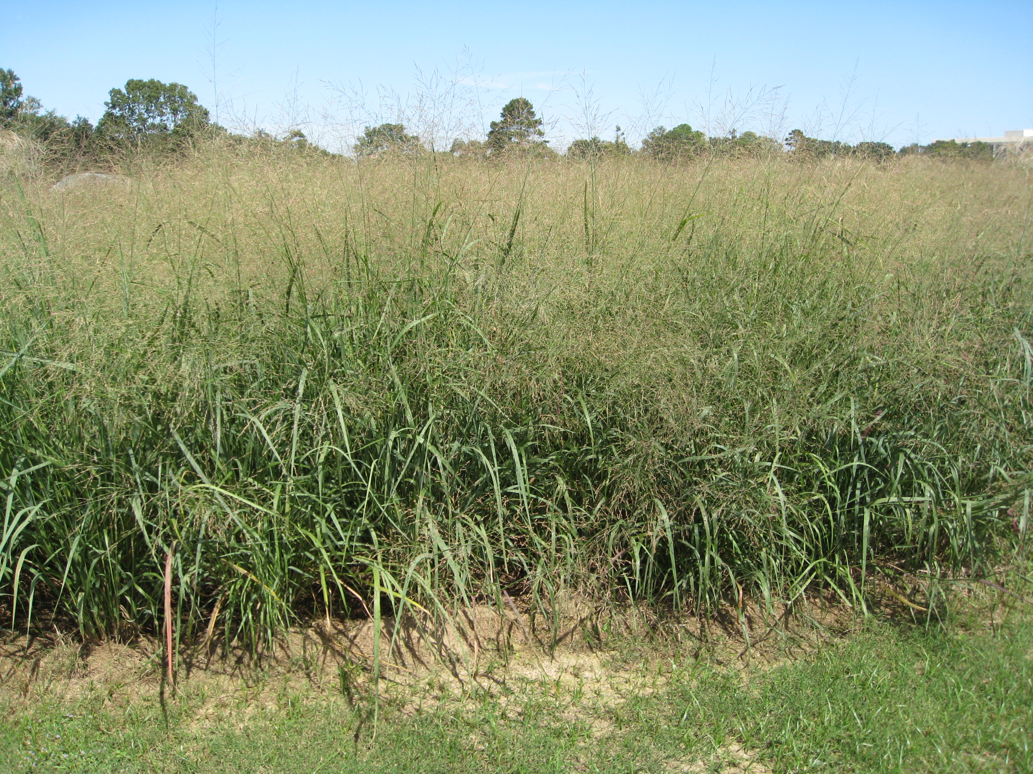 Switchgrass Plant Scientific Name